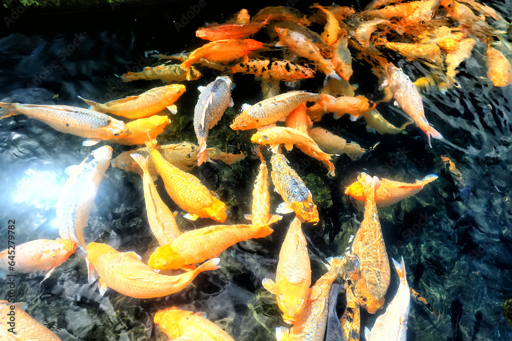multicolored carp in black water asia background pond oriental nature
