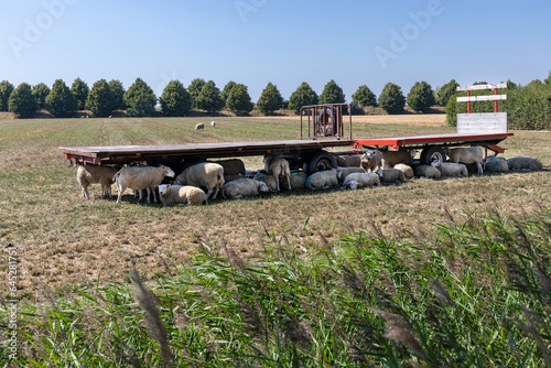  Hittestress bij schapen in de volle zon, onder de kar wordt de schaduw opgezocht. photo