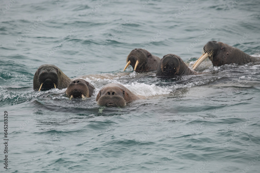 Fototapeta premium walruses