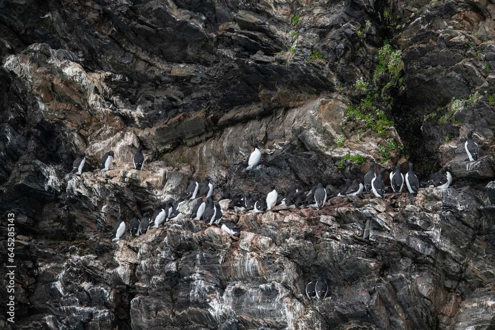Puffins on the cliffs