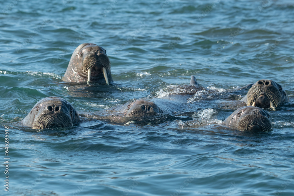 Obraz premium Walruses in the Arctic