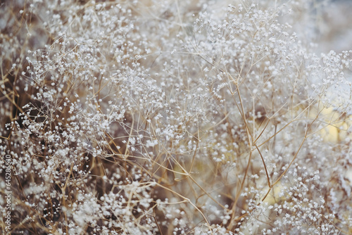 Arrière plan beige et brun naturel - Gypsophille en fleur photo