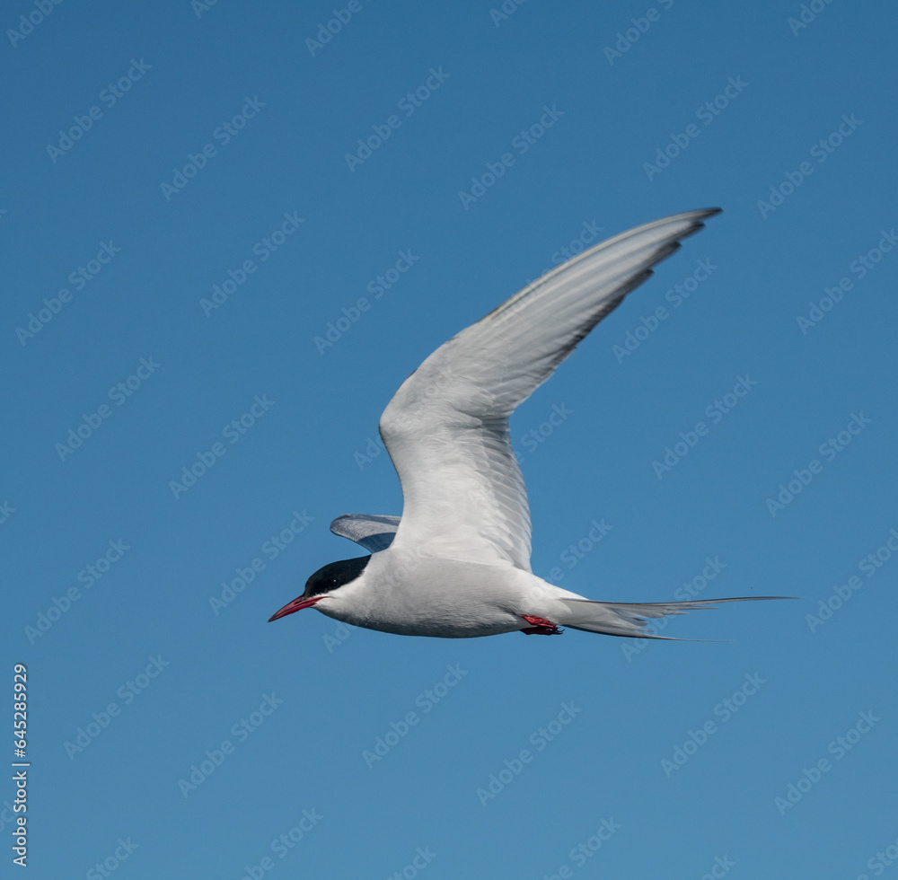 Obraz premium Arctic birds