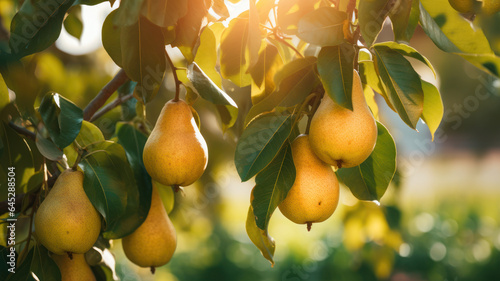 Fresh Pears on Tree in Farm