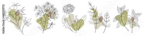 Collection of healing medical herbs in modern line style with abstract shapes on background. Herbal set. Rose hip, Tutsan or Shrubby St. John's Wort, dandelion, horsetail grass or Equisetum, Melissa