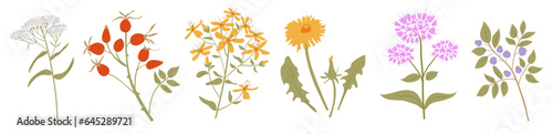Colourful summer healing medical herbs for herbal tea pack design or menu. Rose hip, Tutsan , dandelion, oregano, yarrow, blueberry. Vector flat illustration.