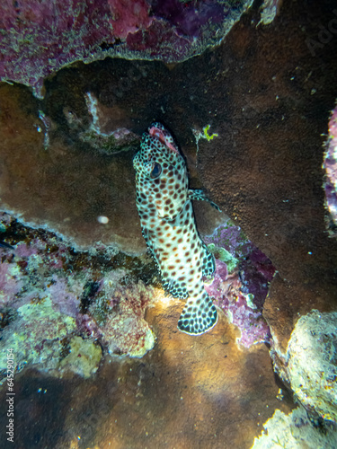 Epinephelus tauvina or grouper tauvina in a coral reef in the Red Sea photo