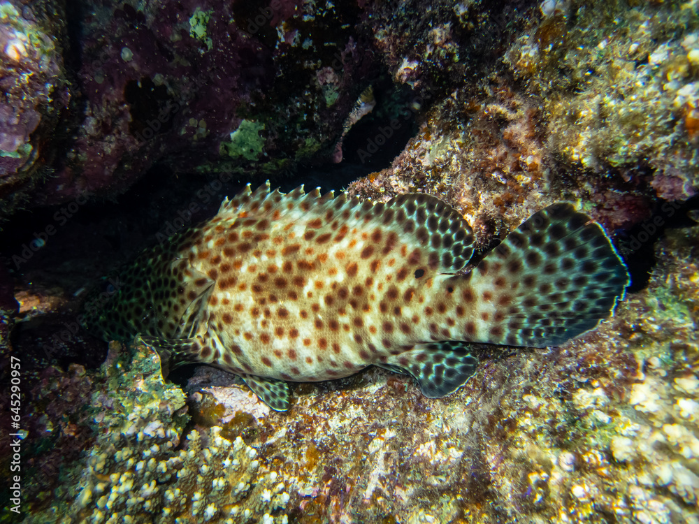 Epinephelus tauvina or grouper tauvina in a coral reef in the Red Sea