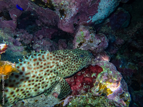 Epinephelus tauvina or grouper tauvina in a coral reef in the Red Sea