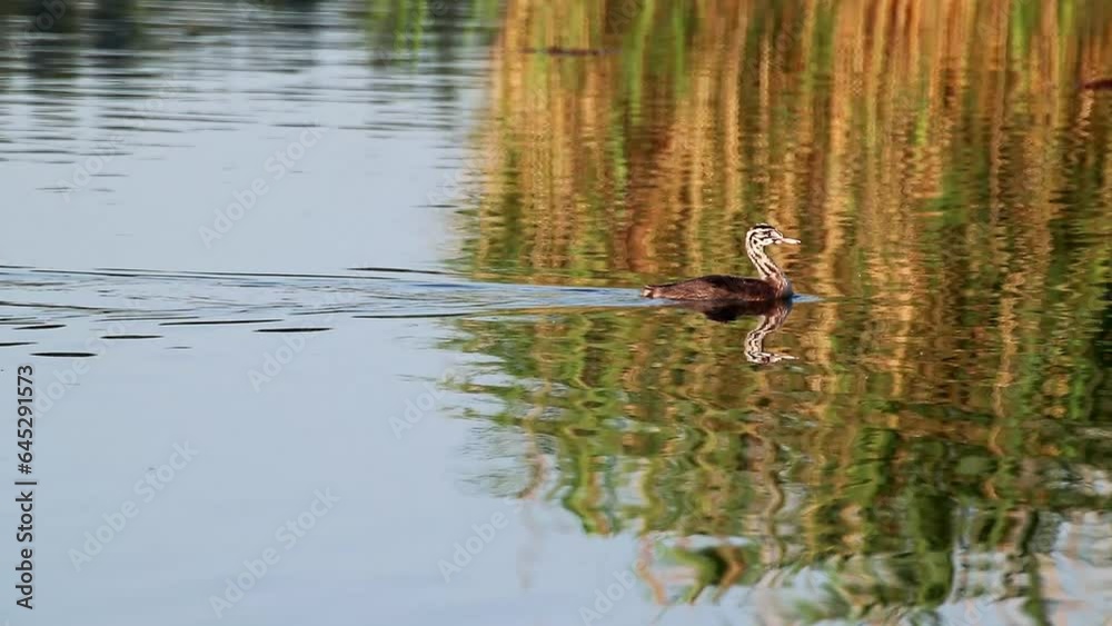 Great crested grebe (Podiceps cristatus) aquatic bird chick in green reeds reflection on water. Widely distributed freshwater bird swimming on calm lake Great crested grebe (Podiceps cristatus) aquatic bird chick in green reeds reflection on water. Widely distributed freshwater bird swimming on calm lake
