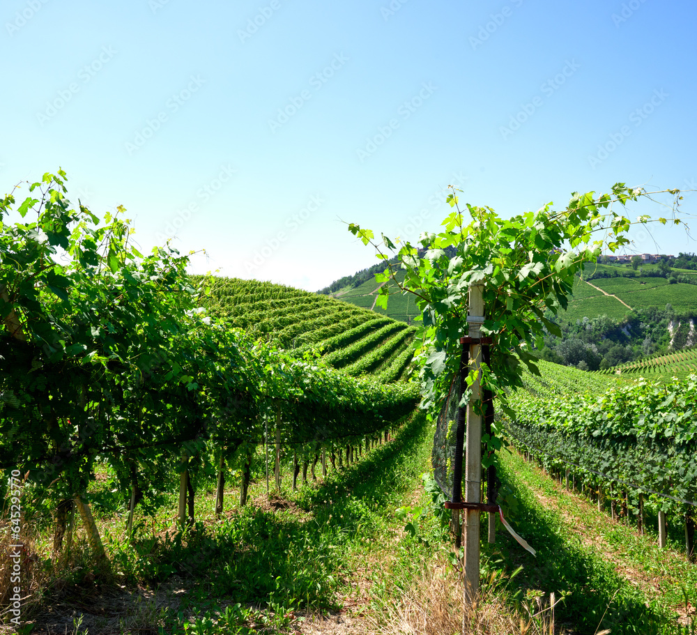 Obraz premium Vineyards of fresh grapes on the Langhe hills, in the villages near the town of Barolo, Piedmont, Italy on a clear July day.