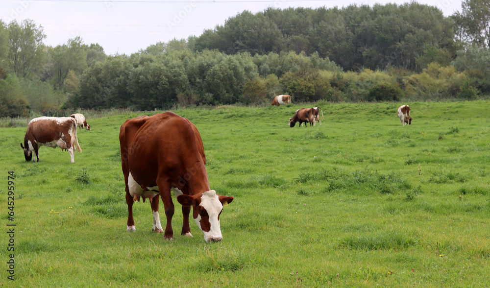 Beautiful brown grazing on a green meadow in the countryside in summer. Livestock photo. Dairy farm animals. Beautiful brown grazing on a green meadow in the countryside in summer. Livestock photo. Dairy farm animals.
