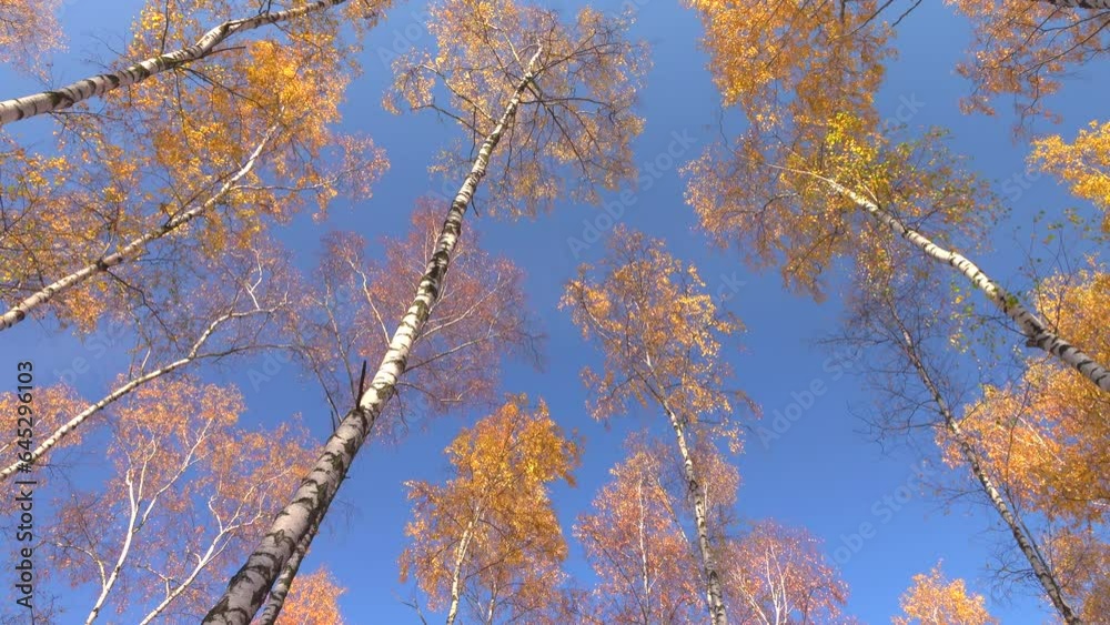 Beautiful autumn tall birch trees with colorful yellow leaves and clear blue sky 4K. Calm view scene. Outdoor, nature, forest, fall, birches, sunny day, static shot, real time, ultra hd. ProRes 422 HQ Beautiful autumn tall birch trees with colorful yellow leaves and clear blue sky 4K. Calm view scene. Outdoor, nature, forest, fall, birches, sunny day, static shot, real time, ultra hd. ProRes 422 HQ