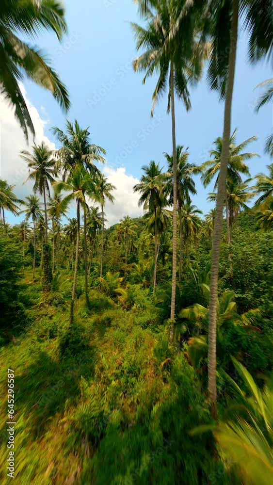 FPV drone flying among towering palm trees in a wild tropical palm forest on a beautiful sunny day in Thailand. FPV drone flying among towering palm trees in a wild tropical palm forest on a beautiful sunny day in Thailand.