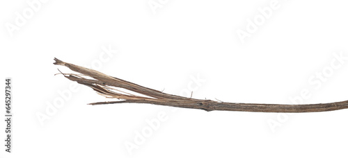 Wild dry torn liana, jungle vine twisted isolated on white, clipping path