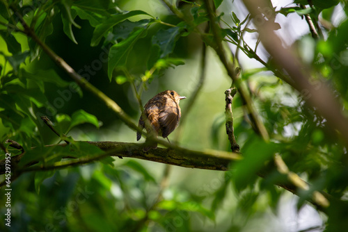 Photography Baby Robin Red Breast (Erithacus rubecula) in Dublin, Ireland