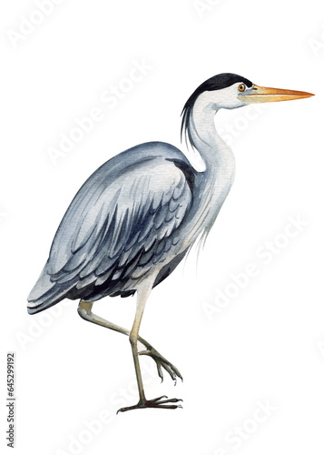 Heron bird on isolated background, watercolor hand drawn painting illustration. 