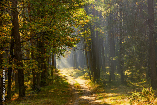  Jesienny poranek w lesie. Promienie słoneczne. © Janusz Lipiński
