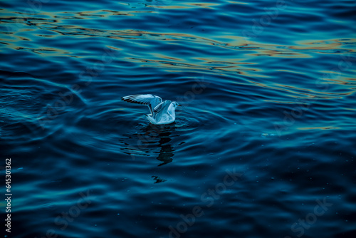 Seagull flying over the water, Istanbul, Turkey