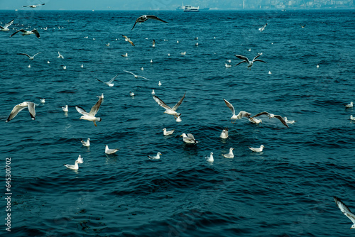 Flying seagulls over the sea, Istanbul, Turkey