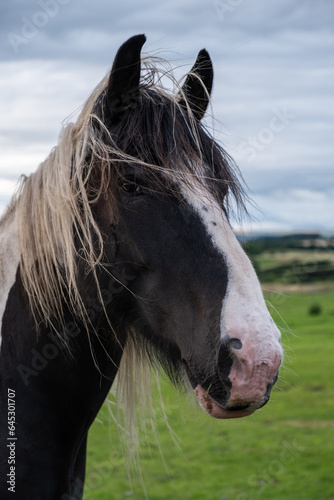 Horse portrait in field