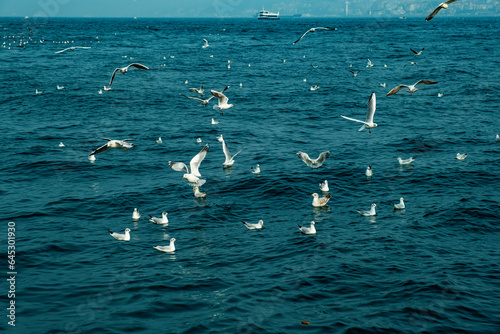 Flying seagulls over the sea, Istanbul, Turkey