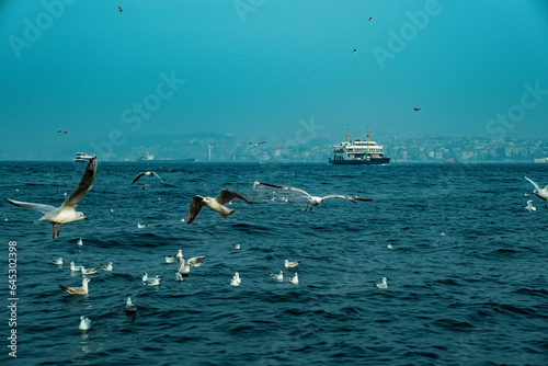 Flying seagulls over the sea, Istanbul, Turkey