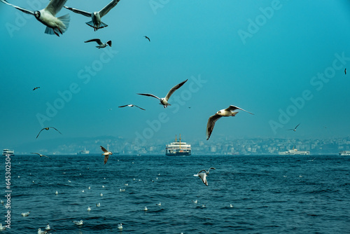 Flying seagulls over the sea, Istanbul, Turkey