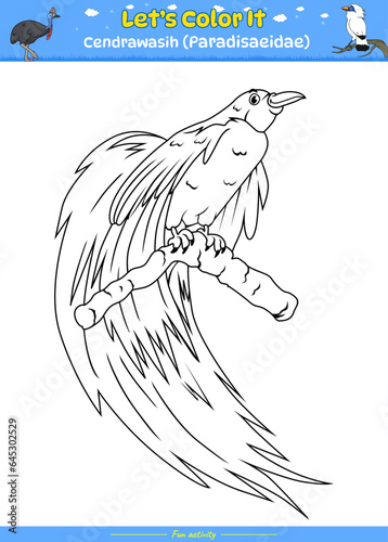 Lets color it Cendrawasih bird Cartoon