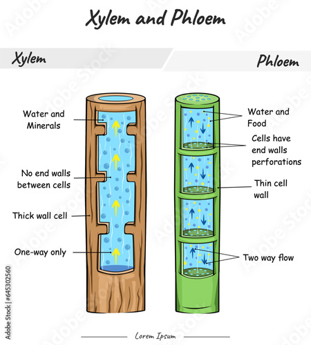 Xylem and phloem