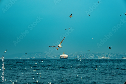 Flying seagulls over the sea, Istanbul, Turkey