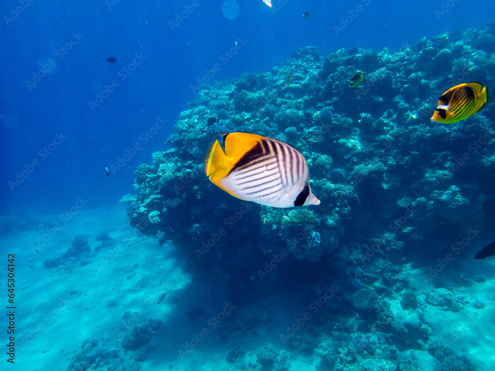 Chaetodon fasciatus in a coral reef in the Red Sea Chaetodon fasciatus in a coral reef in the Red Sea