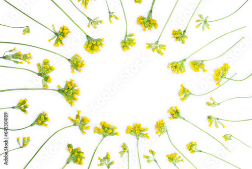 Yellow flowers Primula veris ( cowslip, petrella, herb peter, paigle, peggle, key flower, Primula officinalis Hill ) on a white background with space for text. Top view, flat lay. Medicinal herb