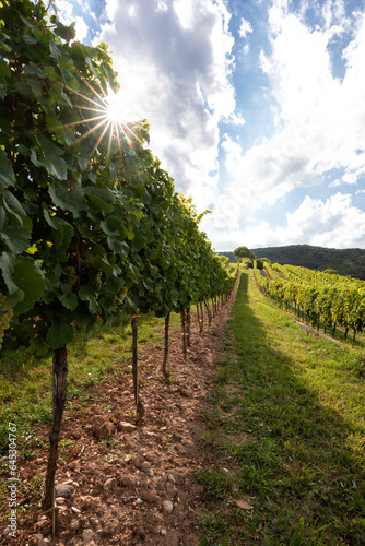 fresh green vineyard row 