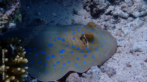 Bluespotted ribbontail ray in the red sea photo