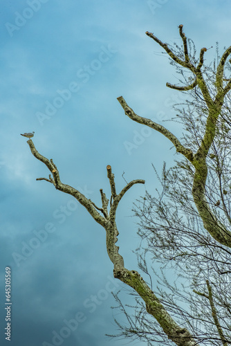 Tree and blue sky in the winter season, Istanbul, Turkey