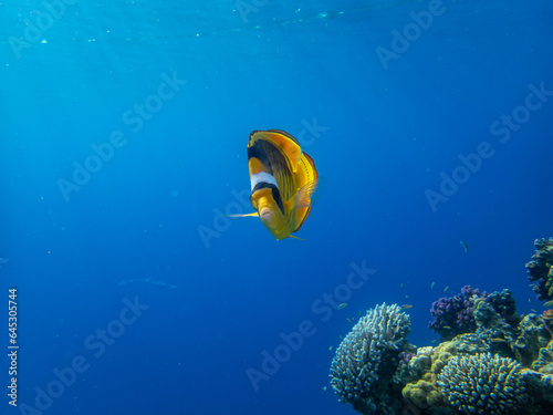 Chaetodon fasciatus in a coral reef in the Red Sea