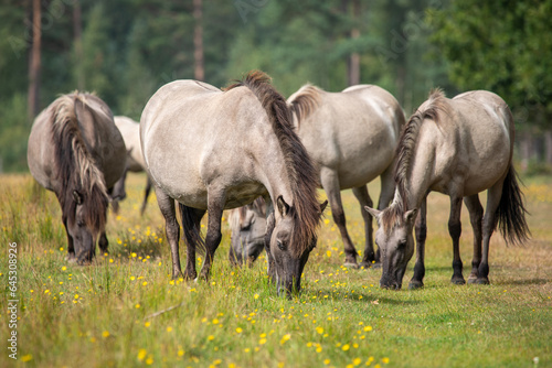 Small herd of Wild horses - Equus ferus - grazing in natural reserve at Marielyst  Denmark