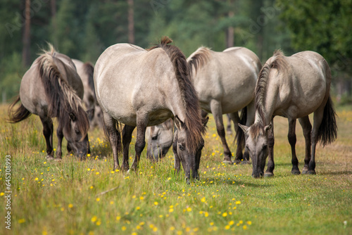 Small herd of Wild horses - Equus ferus - grazing in natural reserve at Marielyst  Denmark