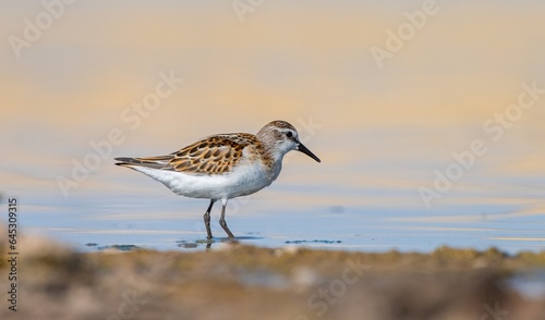 Little Stint (Calidris minuta) is a wetland bird that lives in the northern parts of the European and Asian continents. It feeds in swampy areas. © selim