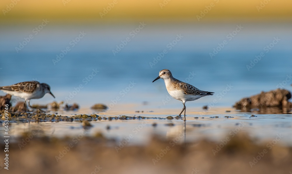 Little Stint (Calidris minuta) is a wetland bird that lives in the northern parts of the European and Asian continents. It feeds in swampy areas. Little Stint (Calidris minuta) is a wetland bird that lives in the northern parts of the European and Asian continents. It feeds in swampy areas.