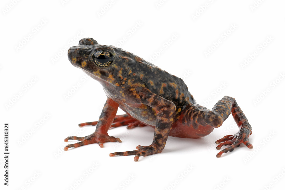 Fototapeta premium Bleeding Toad or Leptophryne cruentata closeup on isolated background