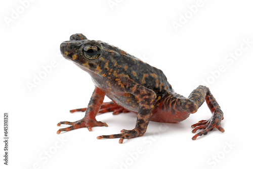 Bleeding Toad or Leptophryne cruentata closeup on isolated background