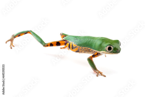 Phyllomedusa hypochondrialis closeup on white background, Northern orange-legged leaf frog or tiger-legged monkey frog closeup   © kuritafsheen