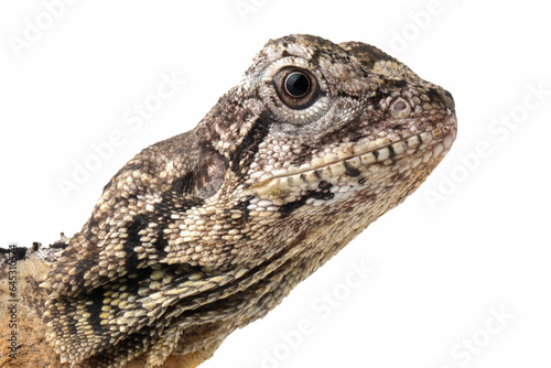 Chlamydosaurus kingii lizard on isolated background  Baby Chlamydosaurus kingii lizard closeup