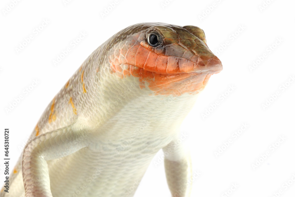 Fototapeta premium Sandfish lizard closeup on isolated background. sandfish lizard 