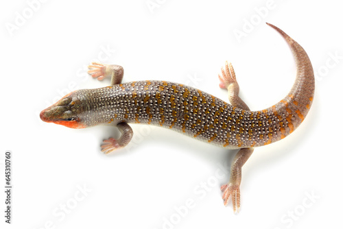 Sandfish lizard closeup on isolated background. sandfish lizard 