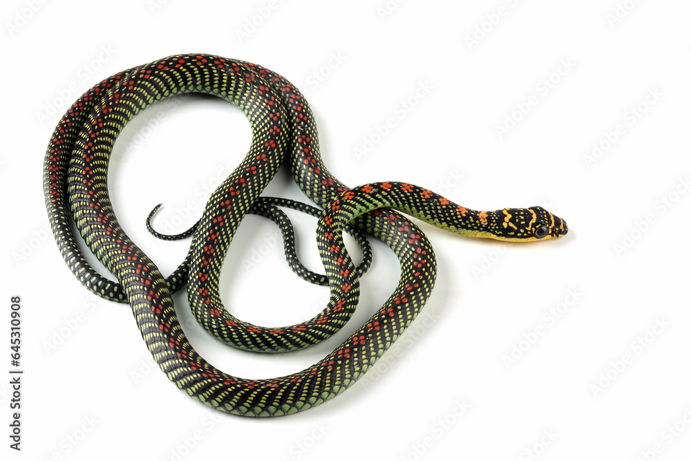 Obraz premium Paradise Flying snake closeup on white backround, Paradise Flying snake ''Chrysopelea'' on isolated background
