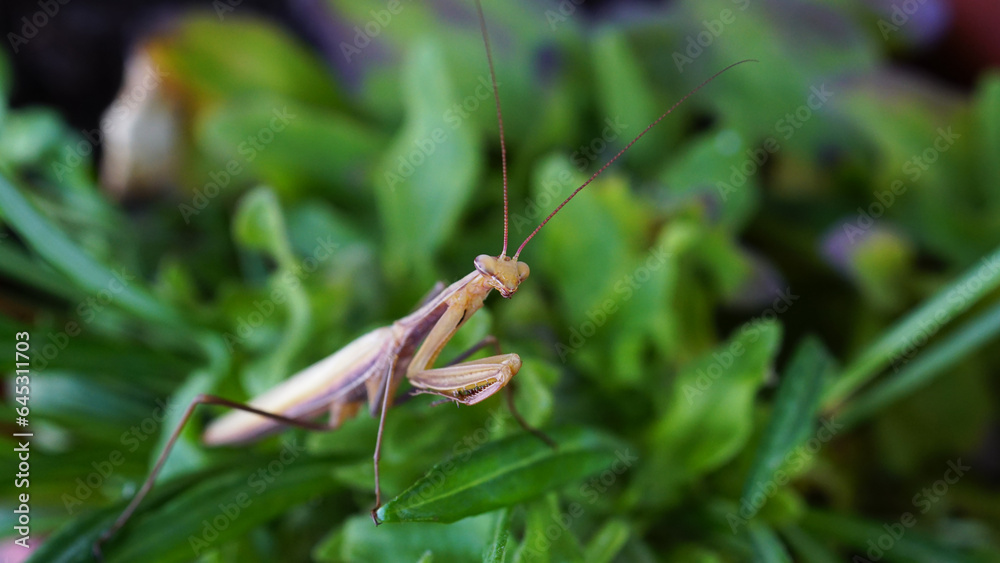 European Mantis or Praying Mantis, Mantis religiosa in front of background with grass and flowers. Macro photo with focus on the head of Female Mantis European Mantis or Praying Mantis, Mantis religiosa in front of background with grass and flowers. Macro photo with focus on the head of Female Mantis