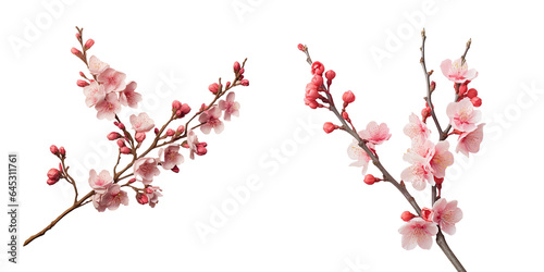 Pink blossom branch on a transparent background